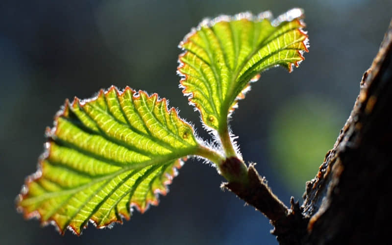 ��һ��ͨ͸��������