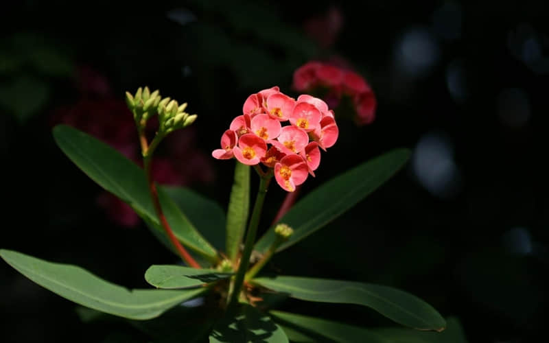 “早上对异性这么撩,想你一整天”_wishdown.com “早上对异性这么撩,想你一整天”_wishdown.com