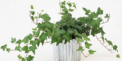 朋友要搬家,送哪种绿植更适合?支付宝蚂蚁庄园8月31日答案_wishdown.com 朋友要搬家,送哪种绿植更适合?支付宝蚂蚁庄园8月31日答案_wishdown.com