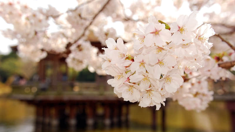 �ɳڸ���������ĩ�İ�