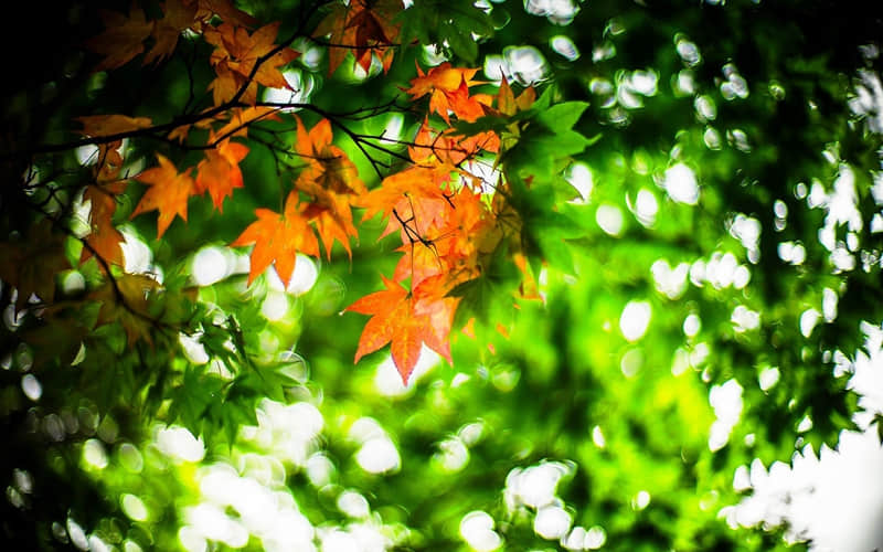 ����䷴�ǣ����ɱ�裬Ц������Ȧ??��