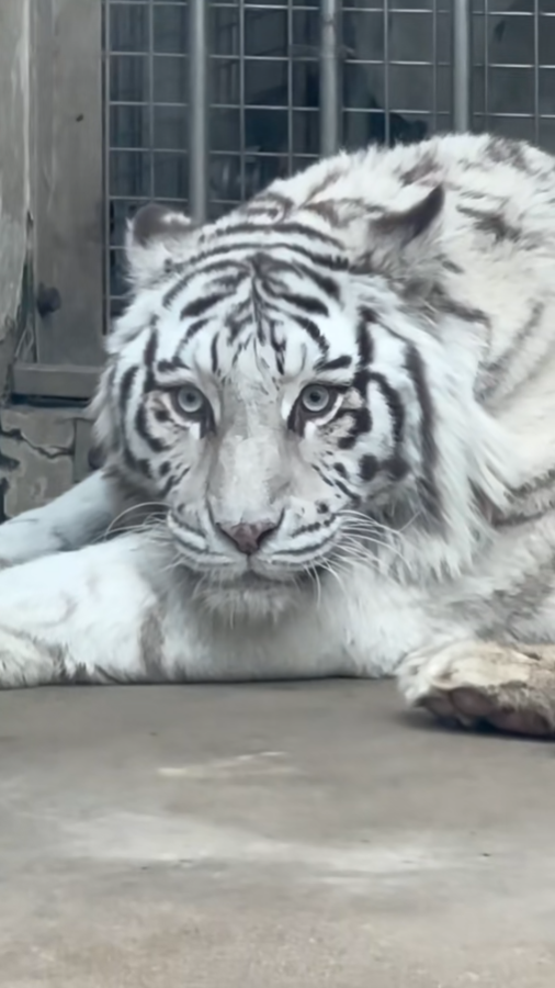 �ൺ���硰����ơ�Сث���Ȧ�ˣ�����ο�ר��ǰ����