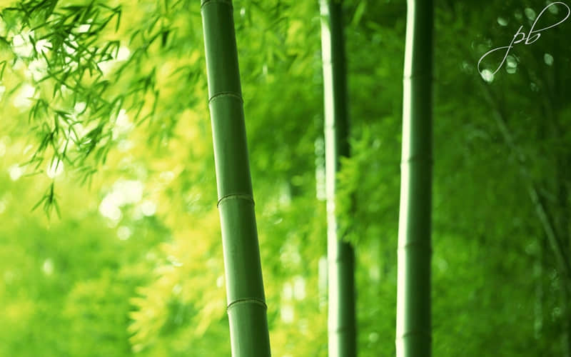 “偷一句,去笑死朋友圈??”_wishdown.com “偷一句,去笑死朋友圈??”_wishdown.com