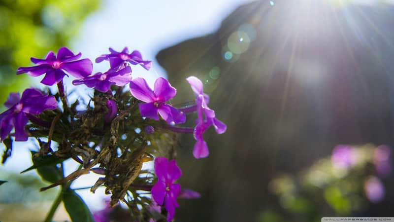 “周一这样发,正能量又吸晴,元气满满”_wishdown.com “周一这样发,正能量又吸晴,元气满满”_wishdown.com