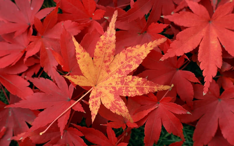 “周一这样发,正能量又吸晴,元气满满”_wishdown.com “周一这样发,正能量又吸晴,元气满满”_wishdown.com