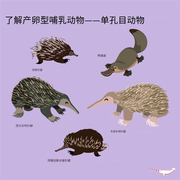 这种身披棘刺的动物适应了森林火灾 被火烧成平头也不逃跑_wishdown.com 这种身披棘刺的动物适应了森林火灾 被火烧成平头也不逃跑_wishdown.com