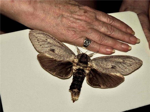 体型比老鼠还要大!澳洲有世界上最重的飞蛾_wishdown.com 体型比老鼠还要大!澳洲有世界上最重的飞蛾_wishdown.com