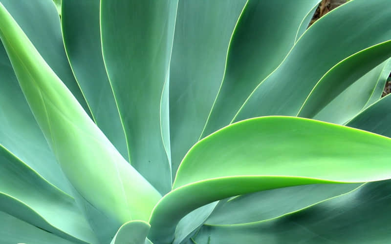 �����������簲�İ���û�����������"