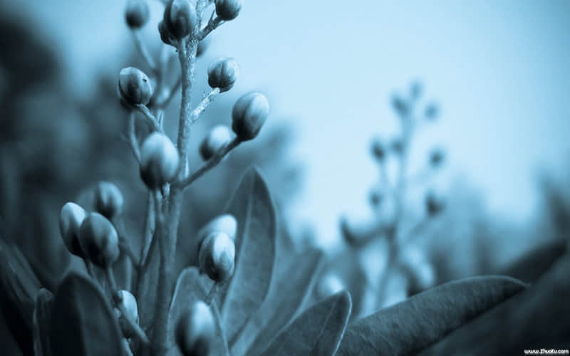 “成年人的平凡,朋友圈文案”_wishdown.com “成年人的平凡,朋友圈文案”_wishdown.com