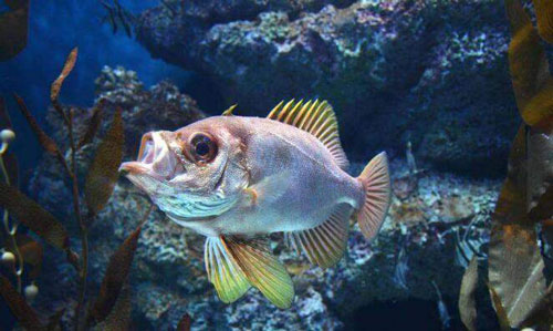 在没有食物的情况下,鱼儿嘴巴一张一合,是在?支付宝蚂蚁庄园每日一题大全_wishdown.com 在没有食物的情况下,鱼儿嘴巴一张一合,是在?支付宝蚂蚁庄园每日一题大全_wishdown.com