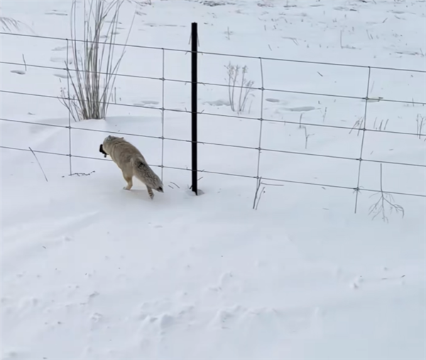 小狐狸叼走运动相机 第一视角记录挖坑埋赃全程_wishdown.com 小狐狸叼走运动相机 第一视角记录挖坑埋赃全程_wishdown.com