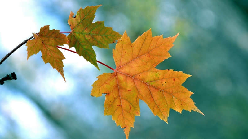 �����������ˣ��߼�һ����ô˵��