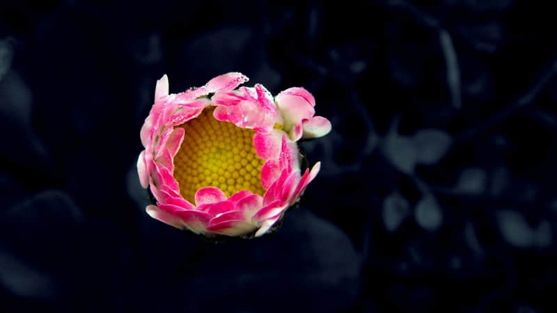 “申请成为你的微信置顶短句”??_wishdown.com “申请成为你的微信置顶短句”??_wishdown.com