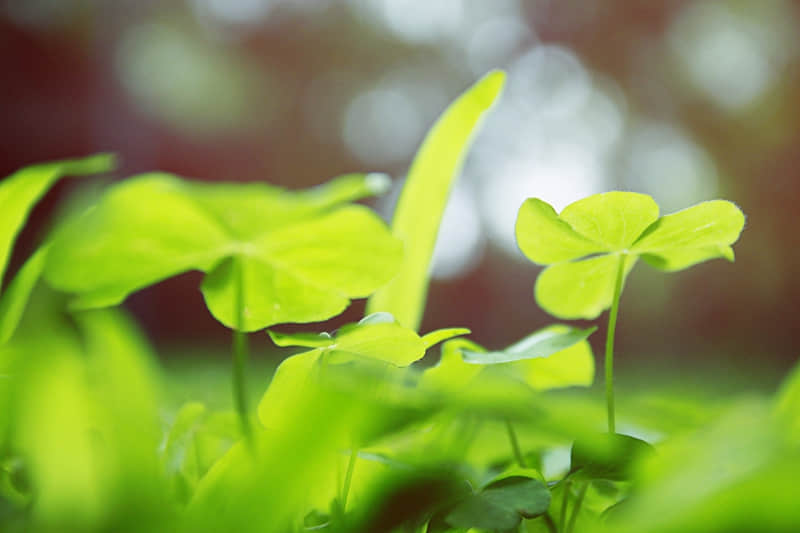 “申请成为你的微信置顶短句”??_wishdown.com “申请成为你的微信置顶短句”??_wishdown.com