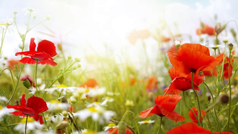 “申请成为你的微信置顶短句”??_wishdown.com “申请成为你的微信置顶短句”??_wishdown.com