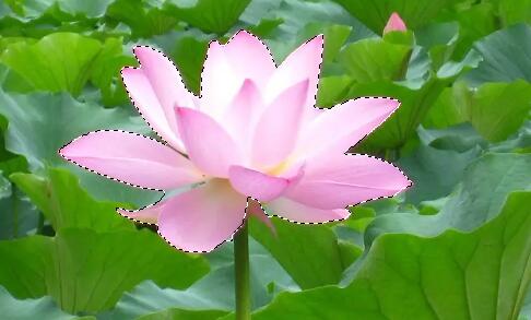 photoshop cs6怎么去掉图片背景保留物体?photoshop cs6去掉图片背景保留物体的方法_wishdown.com photoshop cs6怎么去掉图片背景保留物体?photoshop cs6去掉图片背景保留物体的方法_wishdown.com