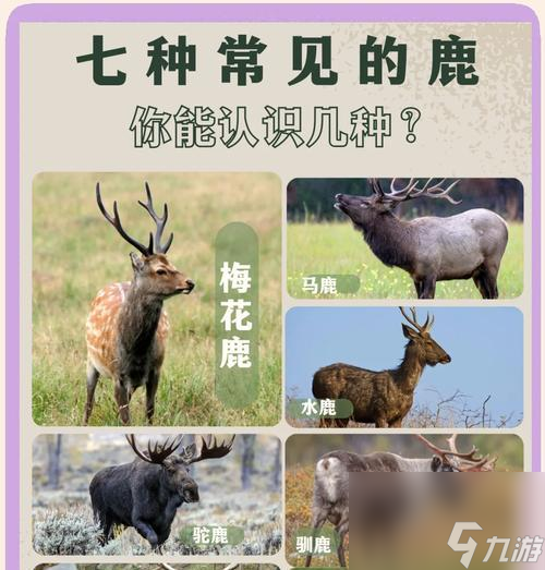 ���Ӷ�¹�塪��һ��������ͳ�ص����Ϸ���� ̽�����Ӷ�¹���Ļ�