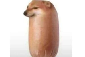 面包狗香肠狗是什么梗含义出处_wishdown.com 面包狗香肠狗是什么梗含义出处_wishdown.com