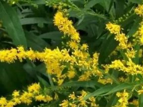 加拿大一枝黄花到底是什么花_wishdown.com 加拿大一枝黄花到底是什么花_wishdown.com