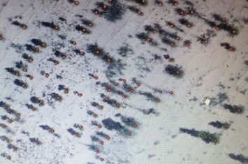 蚂蚁森林真的会种树吗_wishdown.com 蚂蚁森林真的会种树吗_wishdown.com