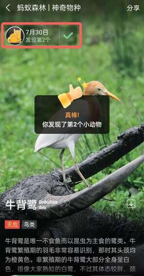 蚂蚁森林神奇物种在哪里保护方法_wishdown.com 蚂蚁森林神奇物种在哪里保护方法_wishdown.com