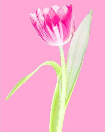 如何用photoshop抠出带有透明效果的花朵?photoshop抠出带有透明效果的花朵的步骤教程_wishdown.com 如何用photoshop抠出带有透明效果的花朵?photoshop抠出带有透明效果的花朵的步骤教程_wishdown.com