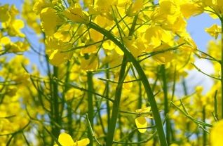 ���Ͳ˻���ô������Ȧ