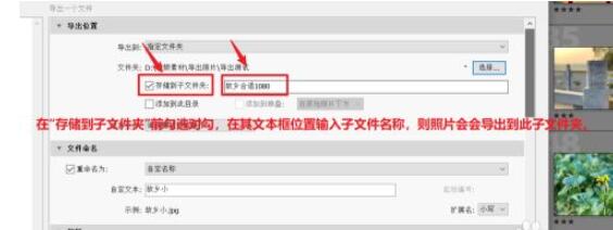 lightroom如何批量导出照片?lightroom批量导出照片的方法步骤_wishdown.com lightroom如何批量导出照片?lightroom批量导出照片的方法步骤_wishdown.com