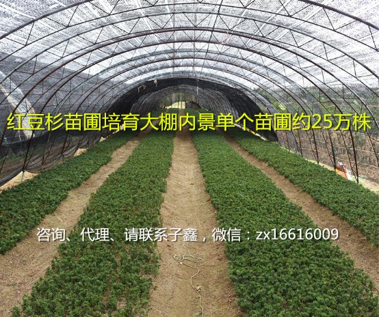 河南玖宏紫杉农业科技有限公司资金可靠吗?_wishdown.com 河南玖宏紫杉农业科技有限公司资金可靠吗?_wishdown.com