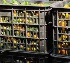 我给你买橘子梗的出处及含义了解下_wishdown.com 我给你买橘子梗的出处及含义了解下_wishdown.com