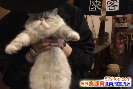 关于双十一的说说怎么发?双十一的搞笑说说段子大全_wishdown.com 关于双十一的说说怎么发?双十一的搞笑说说段子大全_wishdown.com