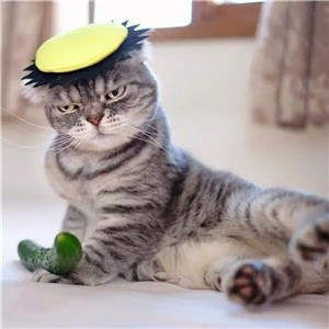 抖音很火的社会猫图片_抖音社会猫表情包大全_wishdown.com 抖音很火的社会猫图片_抖音社会猫表情包大全_wishdown.com