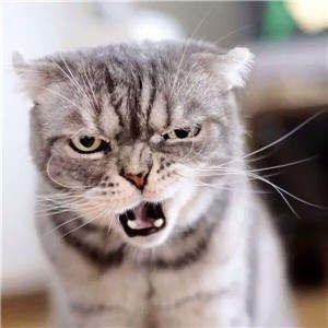 抖音很火的社会猫图片_抖音社会猫表情包大全_wishdown.com 抖音很火的社会猫图片_抖音社会猫表情包大全_wishdown.com