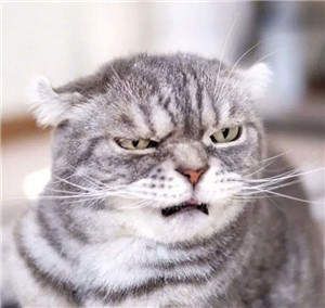 抖音很火的社会猫图片_抖音社会猫表情包大全_wishdown.com 抖音很火的社会猫图片_抖音社会猫表情包大全_wishdown.com