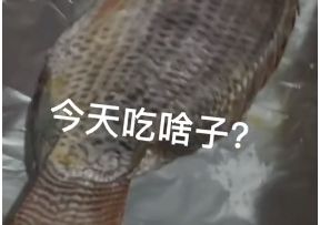 今天吃啥子罗非鱼什么梗?附原视频链接_wishdown.com 今天吃啥子罗非鱼什么梗?附原视频链接_wishdown.com