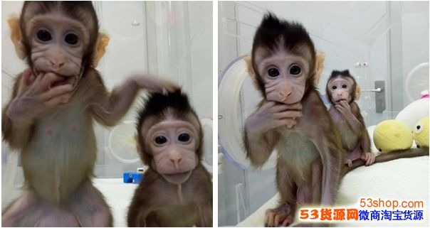 世界首例体细胞克隆猴在中国诞生,带来哪些影响?_wishdown.com 世界首例体细胞克隆猴在中国诞生,带来哪些影响?_wishdown.com