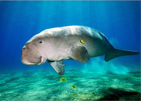 广东海滩发现“美人鱼”尸体:2022年已功能性灭绝_wishdown.com 广东海滩发现“美人鱼”尸体:2022年已功能性灭绝_wishdown.com