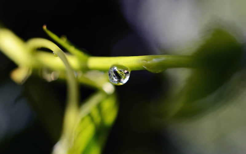 һ�鳬�з�Χ�е�΢�Ÿ�ǩ