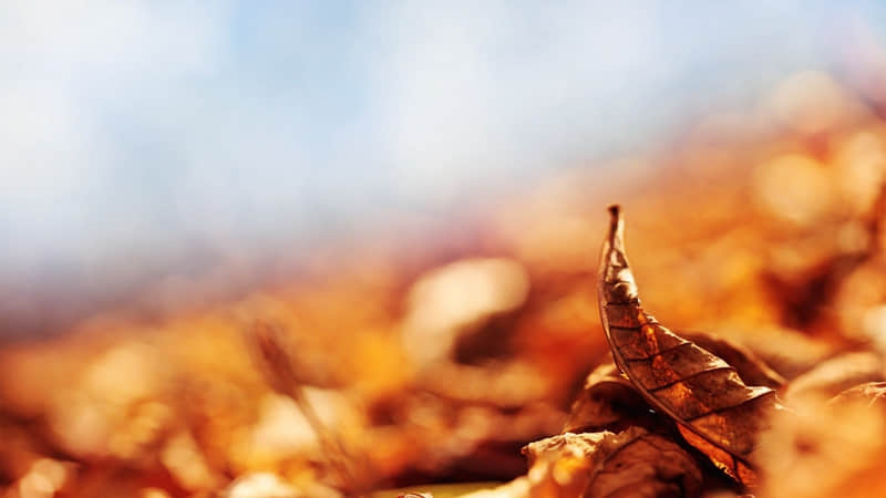 “拿去撩爆你的心上人”_wishdown.com “拿去撩爆你的心上人”_wishdown.com