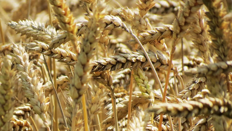 “10句 人间清醒的朋友圈文案”_wishdown.com “10句 人间清醒的朋友圈文案”_wishdown.com