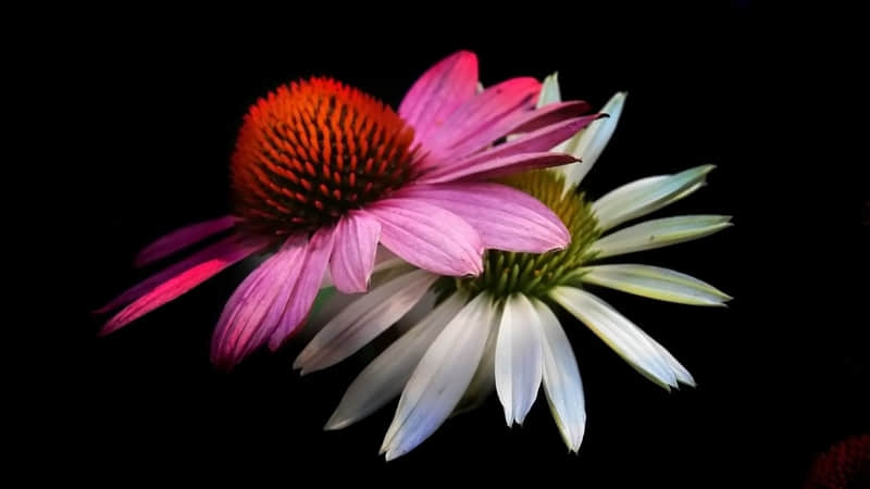 ��???????? �������Ϊ���΢���ö��̾䡱