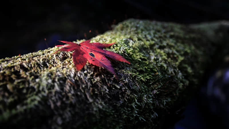 ��͵һ�䣬ȥЦ���������Ȧ��