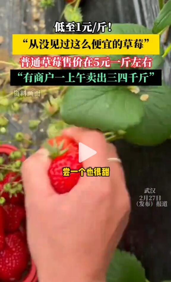 草莓大降价 低至1元每斤 网友:从没见过这么便宜_wishdown.com 草莓大降价 低至1元每斤 网友:从没见过这么便宜_wishdown.com