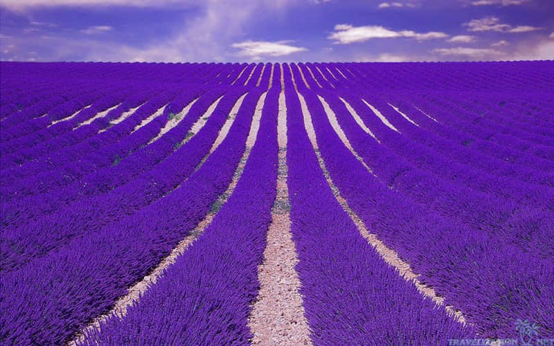 “高情商画饼,男人爱死你”_wishdown.com “高情商画饼,男人爱死你”_wishdown.com