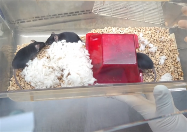 太空小鼠顺利生产第三窝鼠宝宝:比普通地面小鼠更能生_wishdown.com 太空小鼠顺利生产第三窝鼠宝宝:比普通地面小鼠更能生_wishdown.com