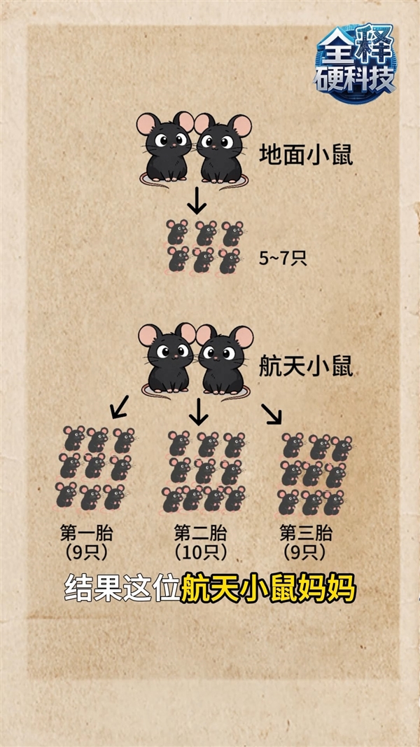 太空小鼠顺利生产第三窝鼠宝宝:比普通地面小鼠更能生_wishdown.com 太空小鼠顺利生产第三窝鼠宝宝:比普通地面小鼠更能生_wishdown.com