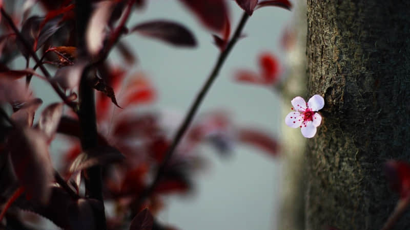 ���Ѹ�����������黰����