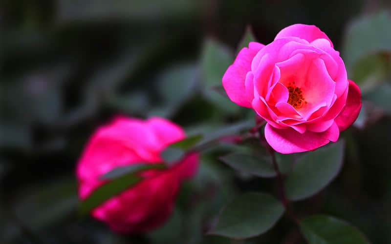 ���ʺϳ��ڲ�����̬���㡱��