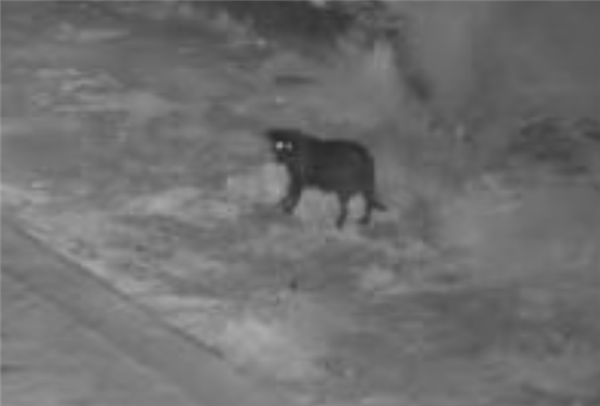 为省钱意大利男子苦练狗子夜晚出街丢垃圾:最终被罚_wishdown.com 为省钱意大利男子苦练狗子夜晚出街丢垃圾:最终被罚_wishdown.com