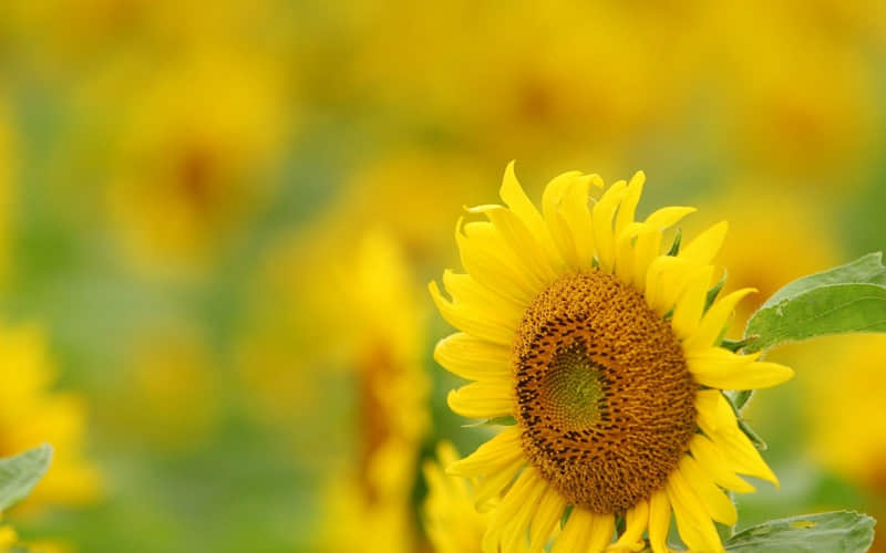 �������öԷ���������ϵ����İ���